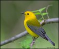 _0SB9474 prothonotary warbler